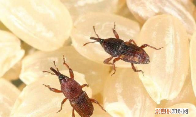 夏天大米长米虫了可以吃吗