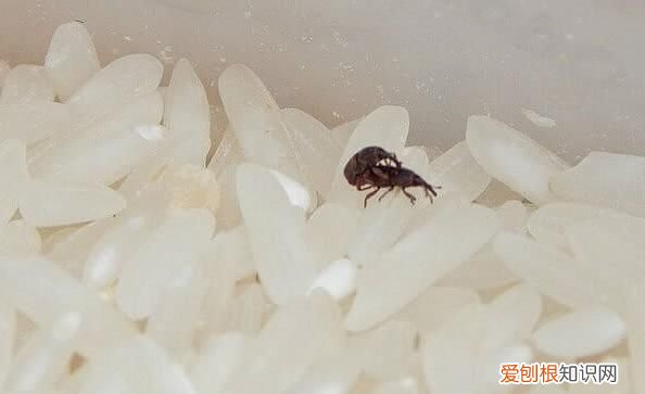 夏天大米长米虫了可以吃吗