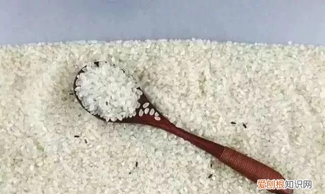 夏天大米长米虫了可以吃吗