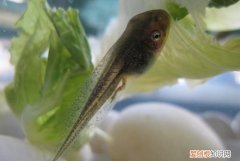 蝌蚪是吃什么的，蝌蚪喜欢吃什么蔬菜