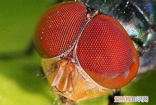 苍蝇的复眼是什么形状,为什么苍蝇的眼睛那么好