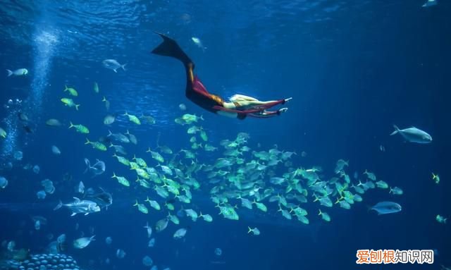 珠海长隆海洋王国及动物世界攻略