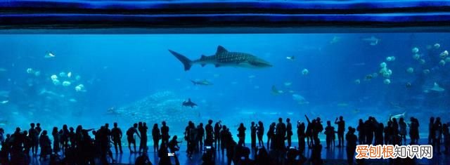 珠海长隆海洋王国及动物世界攻略