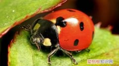 瓢虫的活动特点是什么