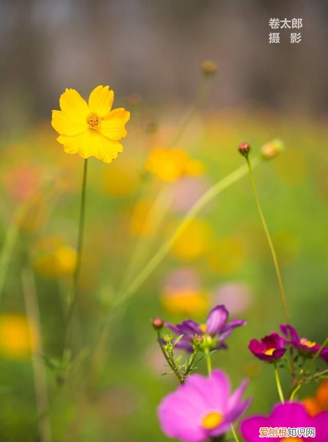 手机用什么软件可以去掉图片上的水印