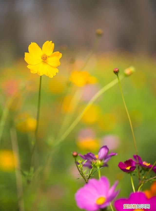 手机用什么软件可以去掉图片上的水印