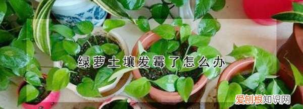 绿萝土壤发霉了怎么办