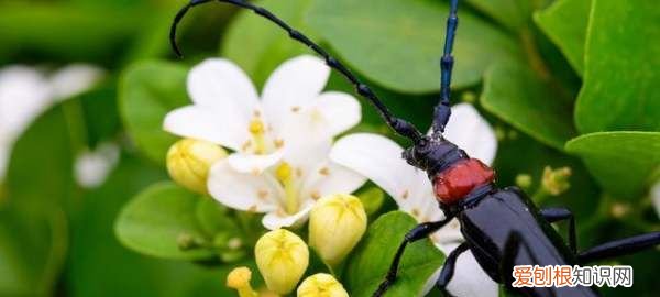 9里香花怎么养，九里香的养殖方法和注意事项有哪些