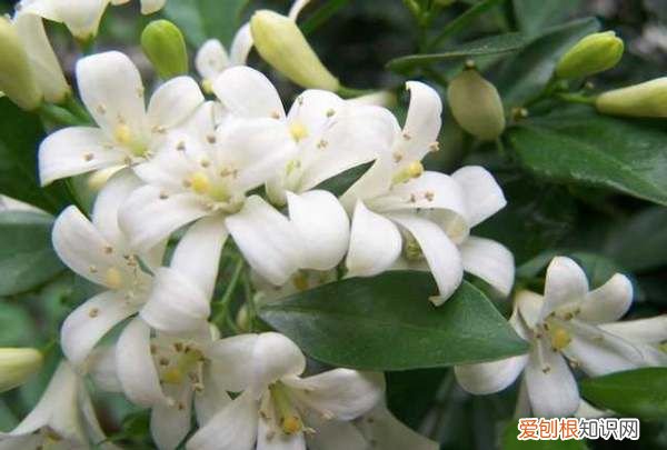 9里香花怎么养，九里香的养殖方法和注意事项有哪些