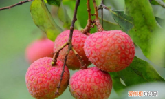 春天什么树开花，春天最早开花的是什么树