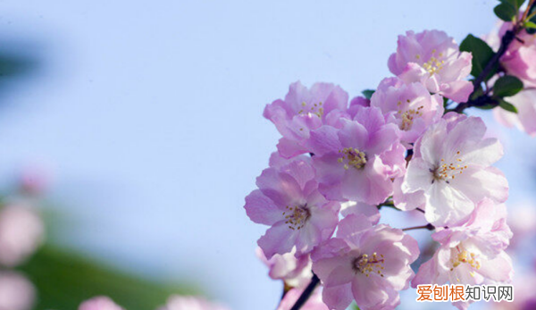 春天什么树开花，春天最早开花的是什么树
