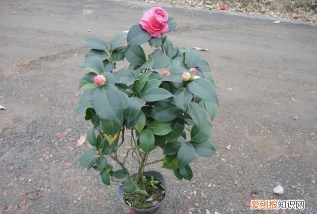 茶花记录卡怎么写，山茶花记录卡怎么写