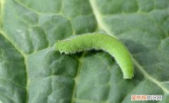 种的小青菜生虫了怎么办，青菜长虫不想喷农药怎么做