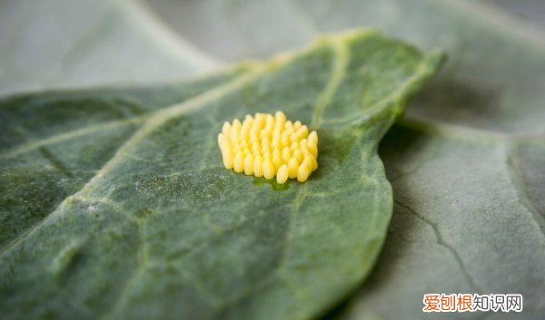 种的小青菜生虫了怎么办，青菜长虫不想喷农药怎么做