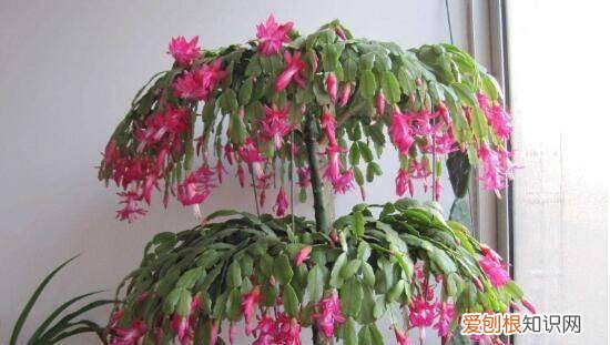蟹爪兰的风水寓意和禁忌，蟹爪兰的摆放方位风水意义是什么