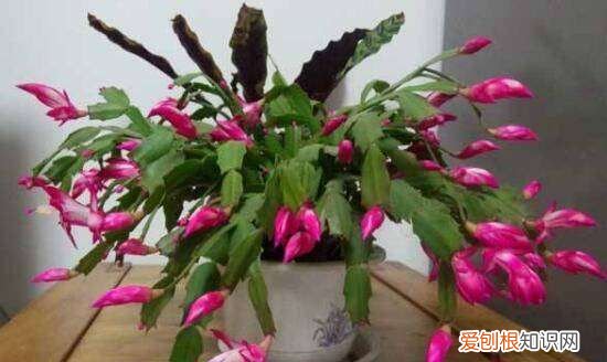 蟹爪兰的风水寓意和禁忌，蟹爪兰的摆放方位风水意义是什么