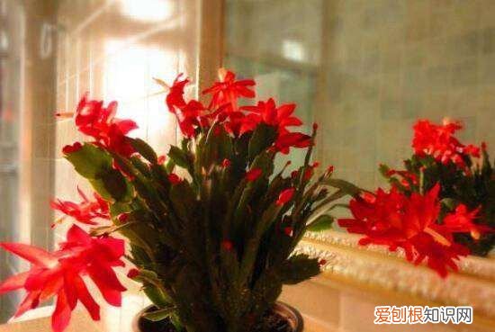 蟹爪兰的风水寓意和禁忌，蟹爪兰的摆放方位风水意义是什么