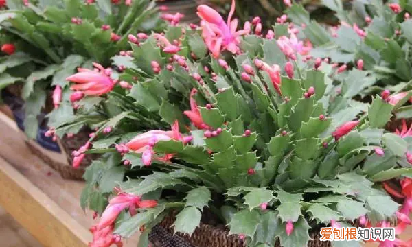 蟹爪兰的风水寓意和禁忌，蟹爪兰的摆放方位风水意义是什么