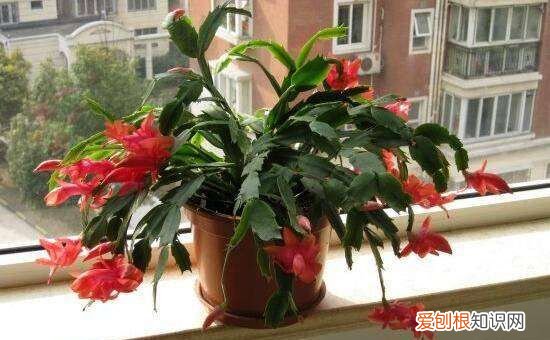 蟹爪兰的风水寓意和禁忌，蟹爪兰的摆放方位风水意义是什么