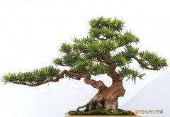 如松的寓意，挺拔如松的反义词