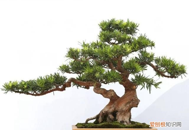 如松的寓意，挺拔如松的反义词