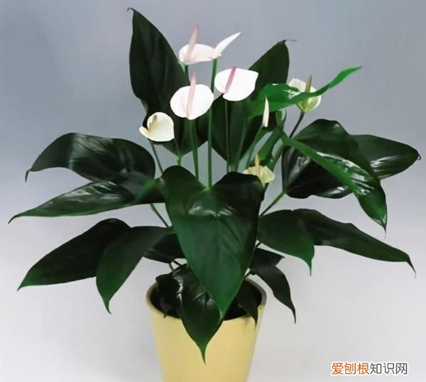 空气污染的原因,危害及应对措施,你知道多少个