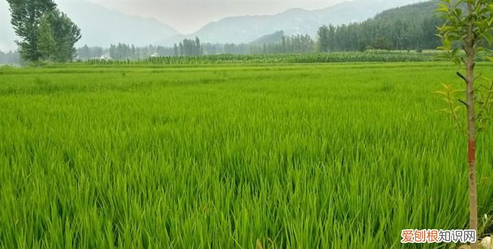 水稻的发源地，水稻起源于哪个国家