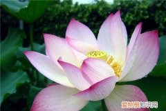 又莲的寓意，长莲的寓意