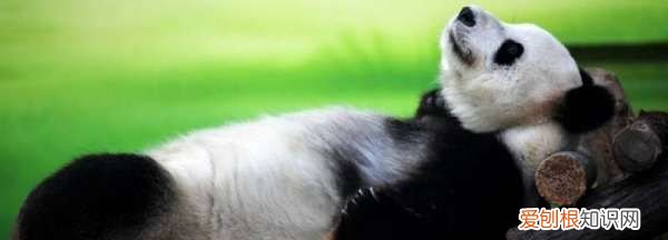 国宝有哪些，中国有哪些国宝