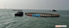 深海养殖网箱鱼网怎么清洗，中国深海养殖最大网箱有多大