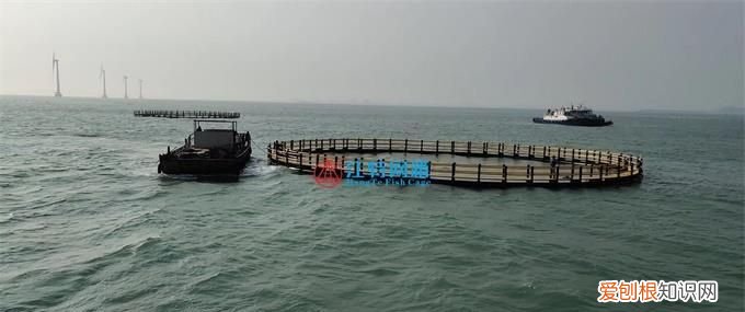 深海养殖网箱鱼网怎么清洗，中国深海养殖最大网箱有多大