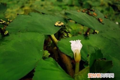 又菱的寓意，红菱有什么寓意