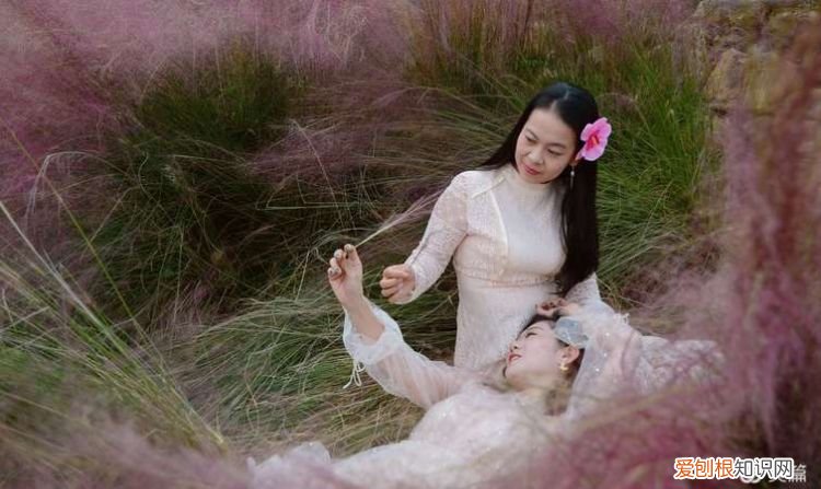 垫江粉黛乱子草在哪里，2021淄博粉黛乱子草花哪里有