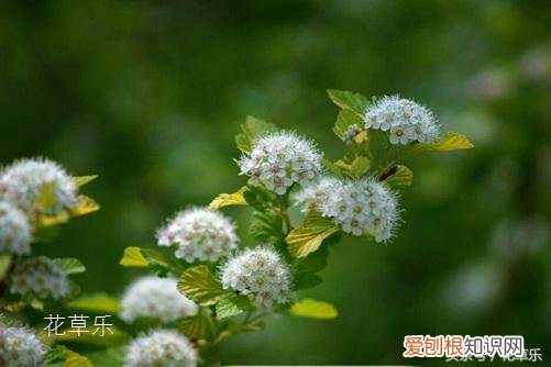 石楠花茶是什么梗