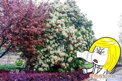 石楠花茶是什么梗