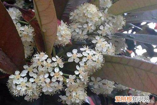 石楠花茶是什么梗