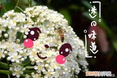 石楠花茶是什么梗