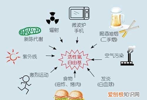 人体自由基是什么