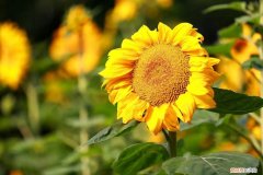 哈佛大学幸福课