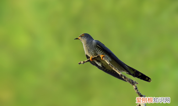 子规是什么意思,子规有什么象征意义