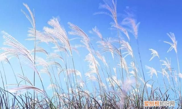 如霜的寓意，六月飘霜的寓意是什么