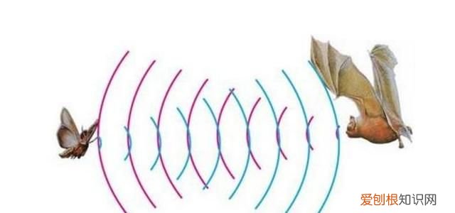 唯一会飞的哺乳动物是什么 唯一会飞的哺乳动物是什么?