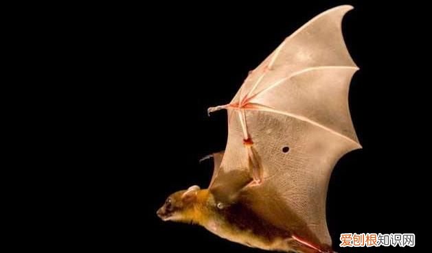 唯一会飞的哺乳动物是什么 唯一会飞的哺乳动物是什么?