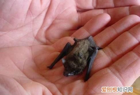 唯一会飞的哺乳动物是什么 唯一会飞的哺乳动物是什么?