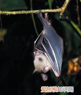 唯一会飞的哺乳动物是什么 唯一会飞的哺乳动物是什么?