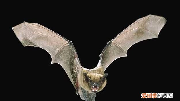 唯一会飞的哺乳动物是什么 唯一会飞的哺乳动物是什么?