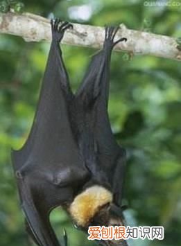 唯一会飞的哺乳动物是什么 唯一会飞的哺乳动物是什么?