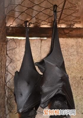 唯一会飞的哺乳动物是什么 唯一会飞的哺乳动物是什么?