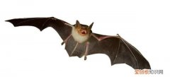 唯一会飞的哺乳动物是什么 唯一会飞的哺乳动物是什么?