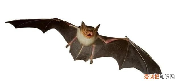 唯一会飞的哺乳动物是什么 唯一会飞的哺乳动物是什么?